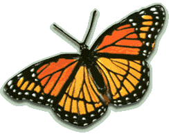 papillons (11).gif